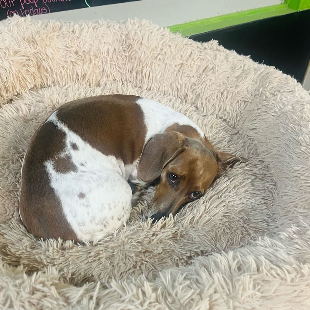 Curled up and cozy on the first day of fall • • • Featuring: Pippy!