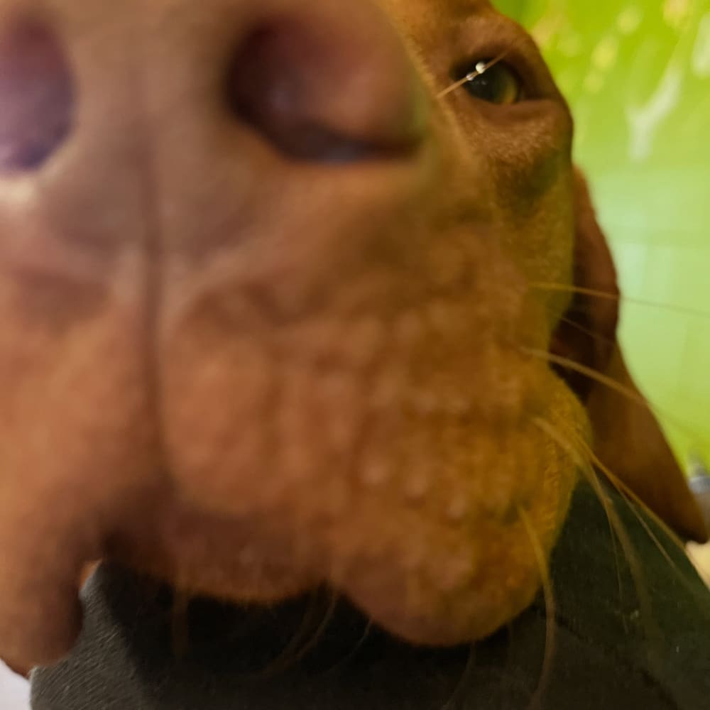The nose knows best! • • • Featuring: Rudy, Jake (), Navi, Frankie, Derby, Bailey, Cujo, Jerry, and Hali! • • •