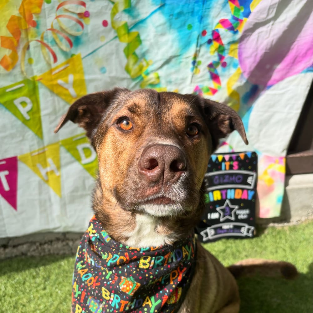 Happy 3rd Birthday Gizmo!